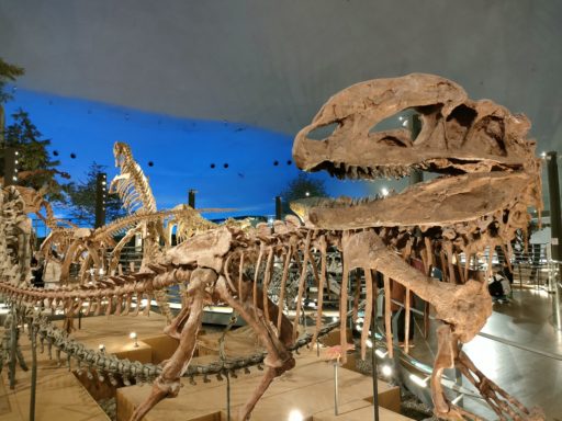 恐竜の骨格標本