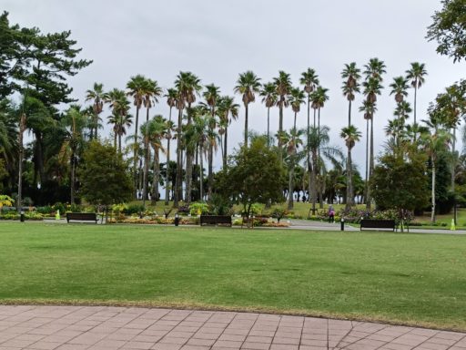 ヤシの木だらけ