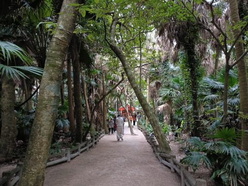 亜熱帯性植物群落