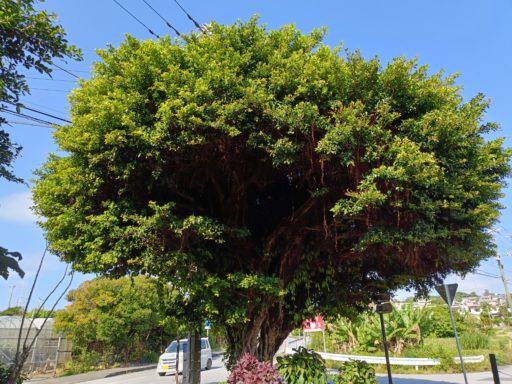 ガジュマルの木