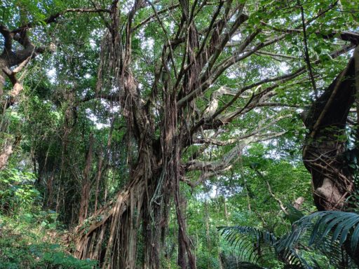 歩くガジュマル