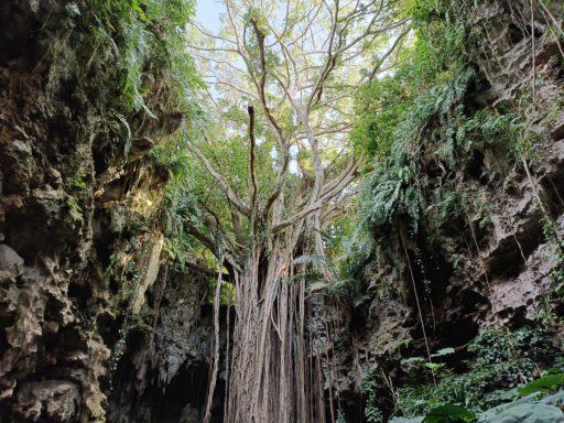 大主(ウフシュ)ガジュマル