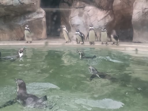 ペンギン