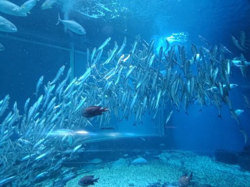 日本海大水槽 マイワシ