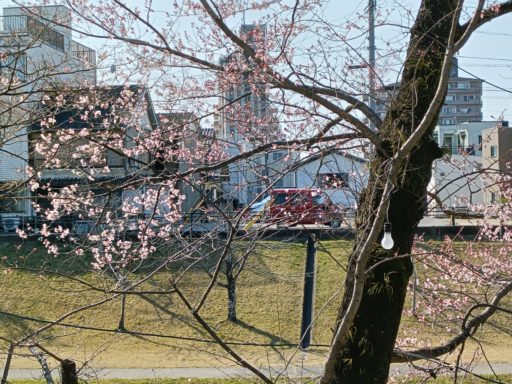 早咲きの桜