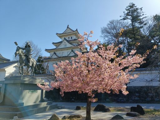 大垣城と桜